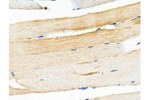 ABIN6259800 and ABIN6276695 at 1/100 staining Mouse muscle tissue by IHC-P. (Adiponectin Receptor 1 antibody  (C-Term))