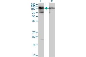 Western Blot analysis of TAF1C expression in transfected 293T cell line by TAF1C MaxPab polyclonal antibody. (TAF1C antibody  (AA 1-775))