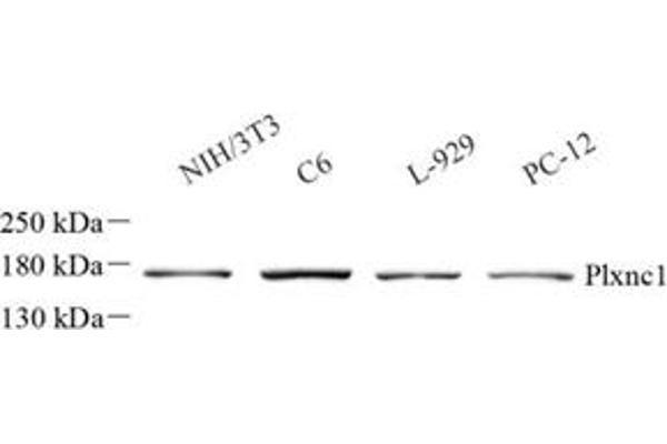 Plexin C1 antibody