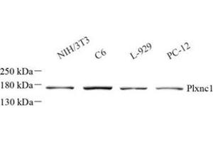 Western blot analysis of Plxnc1 (ABIN7075109)at dilution of 1: 1000