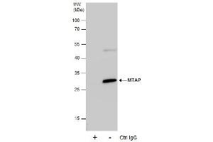 IP Image Immunoprecipitation of MTAP protein from HeLa whole cell extracts using 5 μg of MTAP antibody [N1C3], Western blot analysis was performed using MTAP antibody [N1C3], EasyBlot anti-Rabbit IgG  was used as a secondary reagent. (MTAP antibody)