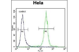 COCH Antibody (Center) (ABIN656833 and ABIN2846042) flow cytometric analysis of Hela cells (right histogram) compared to a negative control cell (left histogram). (COCH antibody  (AA 399-428))