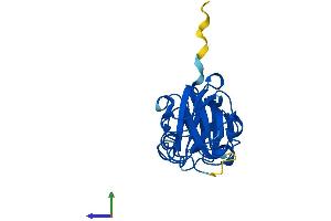 AlphaFold protein structure predicition of Human Recombinant CRYBA2 Protein, UniprotID P53672