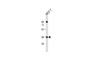 Anti-CXXC5 Antibody (N-Term) at 1:2000 dilution + MCF-7 whole cell lysate Lysates/proteins at 20 μg per lane. (CXXC5 antibody  (AA 47-80))