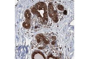 Immunohistochemical staining of human breast with AGRP polyclonal antibody  shows strong cytoplasmic and membranous positivity in glandular cells.