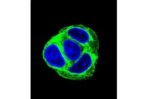 Confocal immunofluorescent analysis of EXOC3L Antibody (C-term) (ABIN655213 and ABIN2844825) with HepG2 cell followed by Alexa Fluor 488-conjugated goat anti-rabbit lgG (green). (EXOC3L1 antibody  (C-Term))