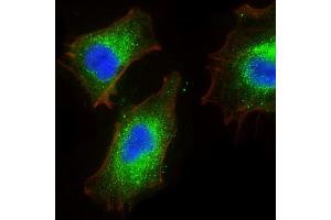 Immunofluorescent analysis of 4 % paraformaldehyde-fixed, 0. (BMP1 antibody)