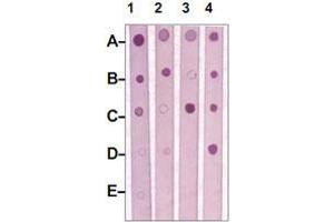 Dot Blot : 1 ug peptide was blot onto NC membrane. (MST1R antibody  (Internal Region))