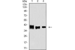 Western blot analysis using ALDOA mouse mAb against MCF-7 (1), Hela (2), and NIH/3T3 (3) cell lysate.
