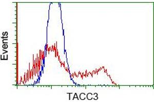 Image no. 5 for anti-Transforming, Acidic Coiled-Coil Containing Protein 3 (TACC3) antibody (ABIN1498098) (TACC3 antibody)