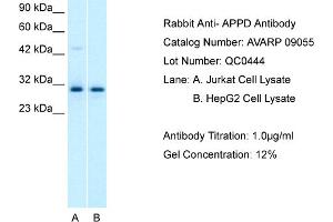 Host: Rabbit Target Name: APPD Sample Tissue: Human Jurkat Whole cell Antibody Dilution: 1ug/ml