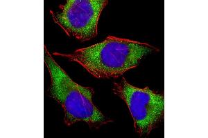 Immunofluorescent analysis of 4 % paraformaldehyde-fixed, 0. (MICA antibody  (AA 68-97))