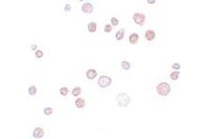Immunohistochemistry (IHC) image for anti-FRAS1 Related Extracellular Matrix 1 (FREM1) (C-Term) antibody (ABIN1030402) (FREM1 antibody  (C-Term))