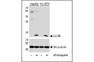 Western blot analysis of lysates from HepG2, mouse NIH/3T3 cell line, untreated or treated with chloroquine, 50uM, using LC3 Antibody (G8B) (N-term) 1802a (upper) or Beta-actin (lower). (MAP1LC3A antibody  (N-Term))
