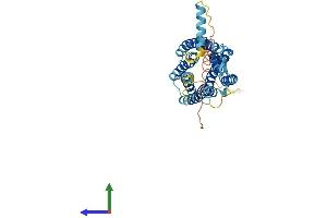 AlphaFold protein structure predicition of Human Recombinant CX3CR1 Protein, UniprotID P49238 (CX3CR1 Protein (AA 1-355) (His tag))
