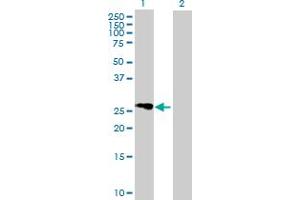 Western Blot analysis of FLJ25006 expression in transfected 293T cell line by FLJ25006 MaxPab polyclonal antibody. (FLJ25006 (AA 1-274) antibody)
