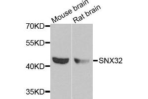 Western blot analysis of extracts of mouse brain cell lines, using SNX32 antibody. (SNX32 antibody)