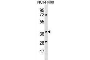 Western Blotting (WB) image for anti-Heterogeneous Nuclear Ribonucleoprotein H3 (2H9) (HNRNPH3) antibody (ABIN2999195)