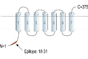 Representative domain view of the target of ABIN7884736.
