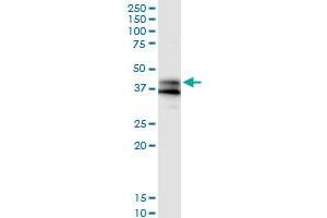 Immunoprecipitation of GPR175 transfected lysate using anti-GPR175 MaxPab rabbit polyclonal antibody and Protein A Magnetic Bead , and immunoblotted with GPR175 purified MaxPab mouse polyclonal antibody (B01P) . (GPR175 antibody  (AA 1-373))