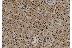 ABIN6279839 at 1/100 staining Rat kidney tissue by IHC-P. (SCNM1 antibody)