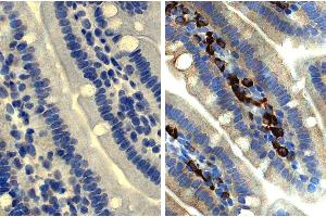 Paraffin embedded mouse small intestine section was stained with Rat Anti-Mouse IgA-UNLB followed by an HRP conjugated secondary antibody, DAB, and hematoxylin. (Rat anti-Mouse IgA Antibody)