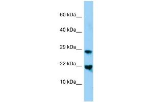 WB Suggested Anti-Mafg Antibody Titration: 1. (Mafg antibody  (N-Term))