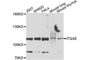 Western blot analysis of extracts of various cell lines, using ITGAE antibody (ABIN6003642) at 1/1000 dilution. (CD103 antibody)
