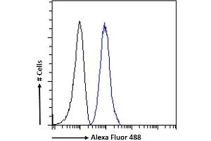 (ABIN185358) Flow cytometric analysis of paraformaldehyde fixed K562 cells (blue line), permeabilized with 0. (PLXND1 antibody  (Internal Region))