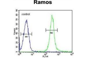 Flow cytometric analysis of Ramos cells using FAM133A Antibody (N-term) Cat. (FAM133A antibody  (N-Term))