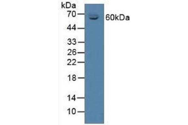 SERPINA6 anticorps  (AA 268-391)