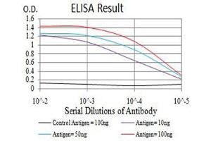 Black line: Control Antigen (100 ng),Purple line: Antigen (10 ng), Blue line: Antigen (50 ng), Red line:Antigen (100 ng) (TFAP2B antibody  (AA 84-193))