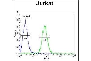PTPN11 Antibody (C-term) (ABIN390840 and ABIN2841066) flow cytometric analysis of Jurkat cells (right histogram) compared to a negative control cell (left histogram). (PTPN11 antibody  (C-Term))