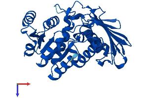 DHDH Protein (AA 1-333) (His tag)