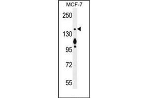 Western blot analysis of MYO6 Antibody (C-term) in MCF-7 cell line lysates (35ug/lane). (Myosin VI antibody  (C-Term))