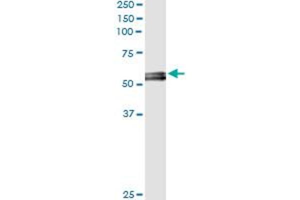 MYOC antibody  (AA 36-135)