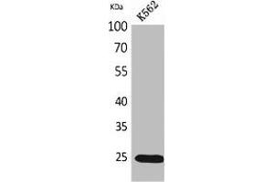 Western Blot analysis of K562 cells using IGFBP6 Polyclonal Antibody.