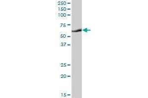 GBP1 MaxPab polyclonal antibody. (GBP1 antibody  (AA 1-592))