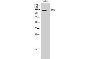 Western Blotting (WB) image for anti-Egf-Like Module Containing, Mucin-Like, Hormone Receptor-Like 1 (EMR1) (C-Term) antibody (ABIN3184473) (F4/80 antibody  (C-Term))