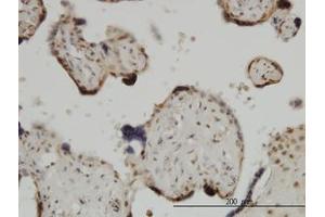 Image no. 1 for anti-Zic Family Member 4 (ZIC4) (AA 249-320) antibody (ABIN466251) (ZIC4 antibody  (AA 249-320))