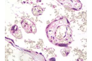 Anti-TRIM45 antibody IHC staining of human placenta. (TRIM45 antibody  (AA 288-580))