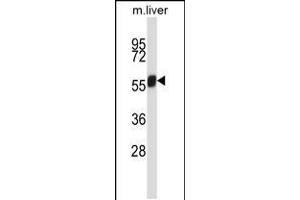 Western blot analysis in mouse liver tissue lysates (35ug/lane). (NEK3 antibody  (C-Term))