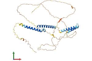 AlphaFold protein structure predicition of Mouse Recombinant Bhlhe41 Protein, UniprotID Q99PV5 (BHLHE41 Protein (AA 1-410) (His tag))