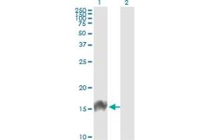 Western Blot analysis of FABP4 expression in transfected 293T cell line by FABP4 monoclonal antibody (M01), clone 2H3-1G10.