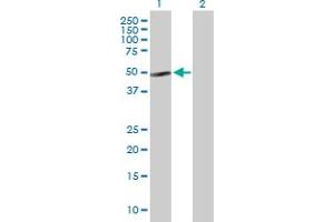Western Blot analysis of NFIB expression in transfected 293T cell line by NFIB MaxPab polyclonal antibody. (NFIB antibody  (AA 1-420))