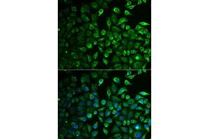Immunofluorescence analysis of A549 cells using IMPA1 antibody. (IMPA1 antibody  (AA 1-277))