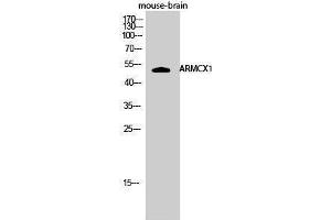 Western Blotting (WB) image for anti-Armadillo Repeat Containing, X-Linked 1 (ARMCX1) (N-Term) antibody (ABIN3183370) (ARMCX1 antibody  (N-Term))