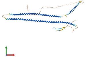 AlphaFold protein structure predicition of Human Recombinant KRT28 Protein, UniprotID Q7Z3Y7 (Cytokeratin 28 Protein (KRT28) (AA 1-464) (His tag))