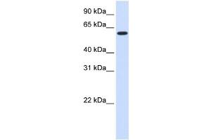 WB Suggested Anti-UGT8 Antibody Titration:  0. (UGT8 antibody  (Middle Region))