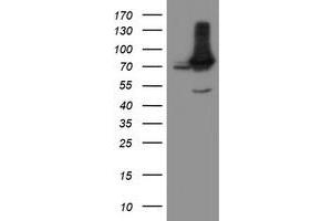 Image no. 2 for anti-Negative Regulator of Ubiquitin-Like Proteins 1 (NUB1) (AA 1-326) antibody (ABIN1490744) (NUB1 antibody  (AA 1-326))